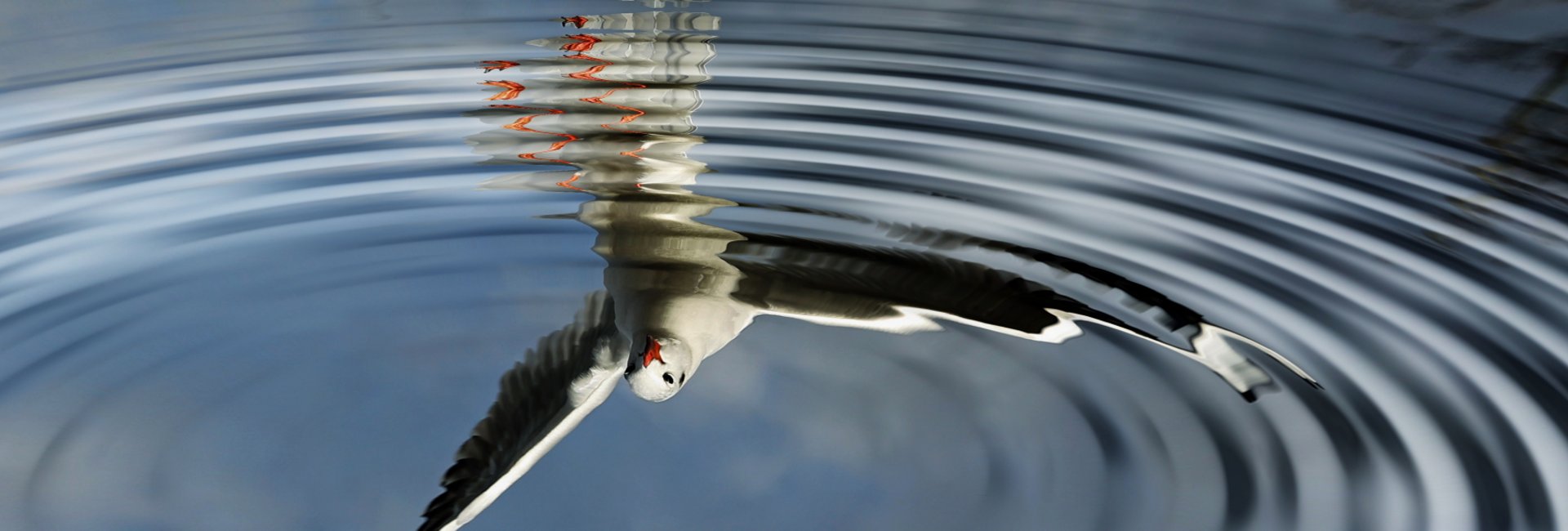 Vogels spiegelt sich im Wasser
