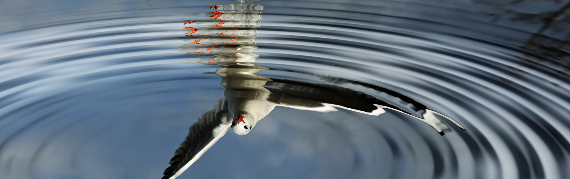 Vogels spiegelt sich im Wasser